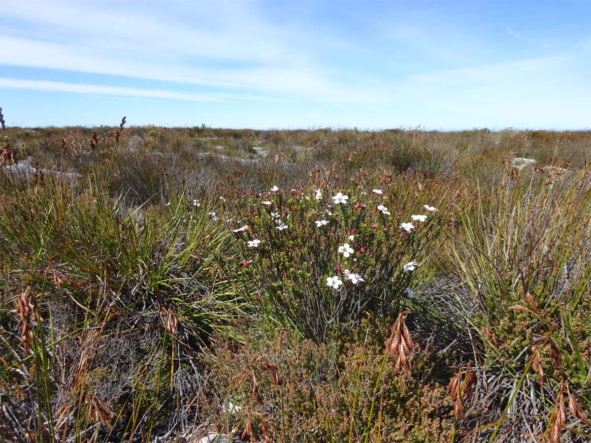 Image of Adenandra villosa specimen.