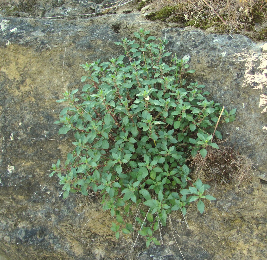 Изображение особи Parietaria elliptica.