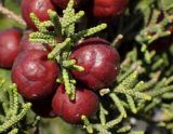 Juniperus phoenicea