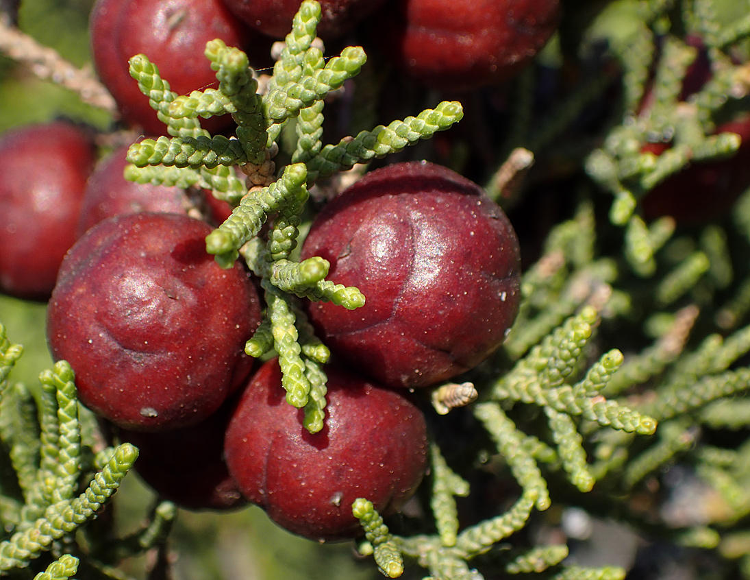 Изображение особи Juniperus phoenicea.