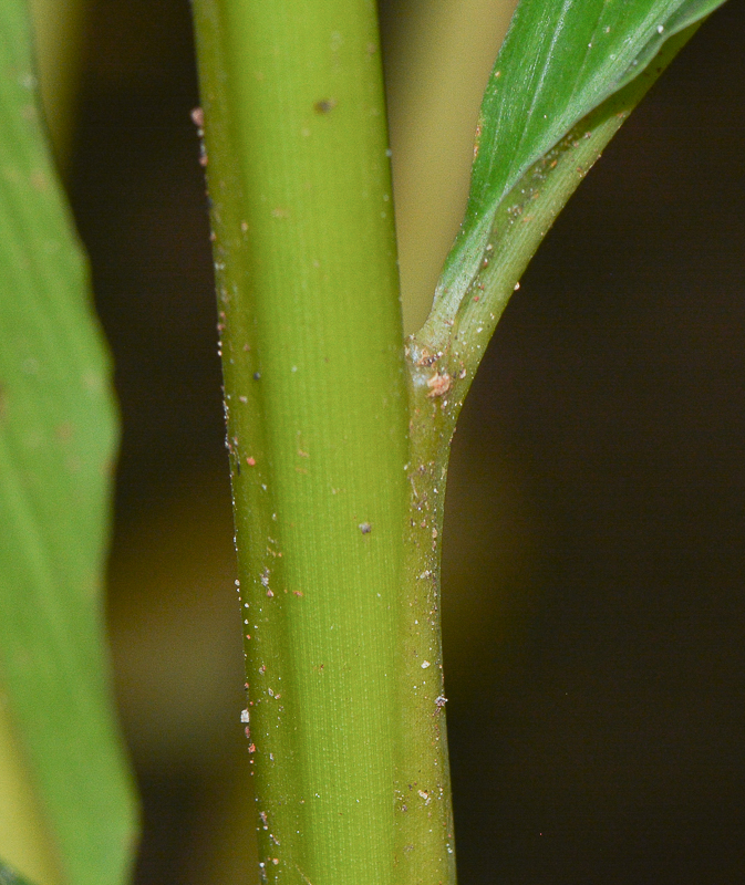 Image of Elettaria cardamomum specimen.