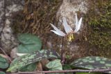 Erythronium caucasicum