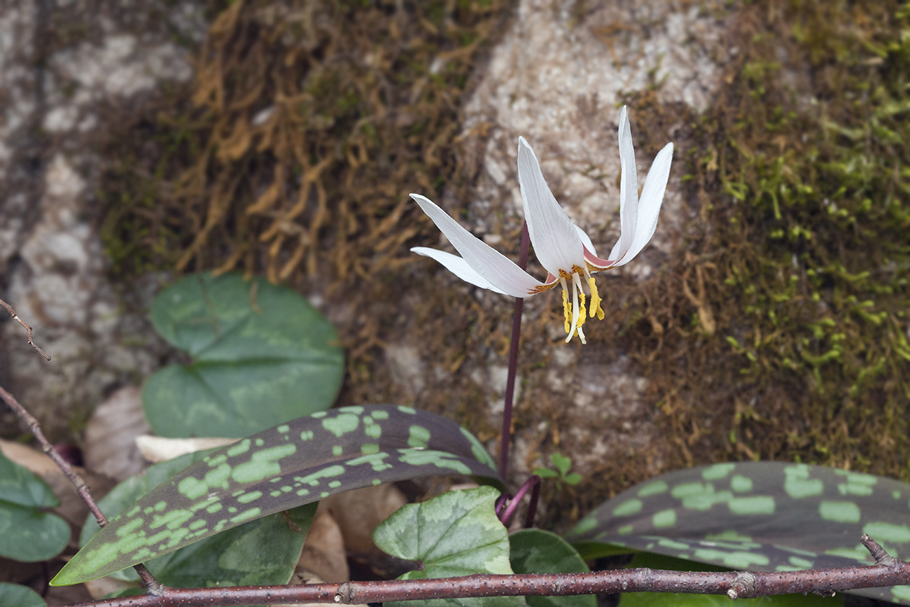 Изображение особи Erythronium caucasicum.