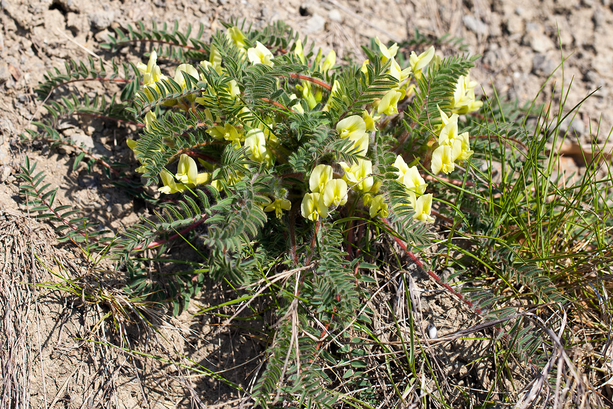 Изображение особи Astragalus utriger.