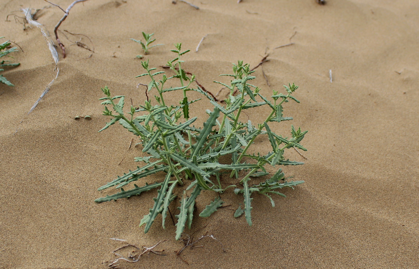 Image of Jurinea derderioides specimen.