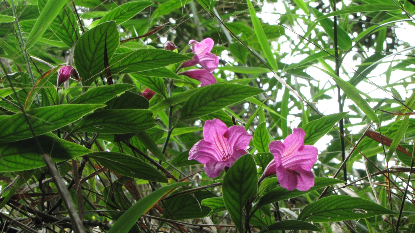 Изображение особи род Ruellia.