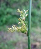 Juncus effusus