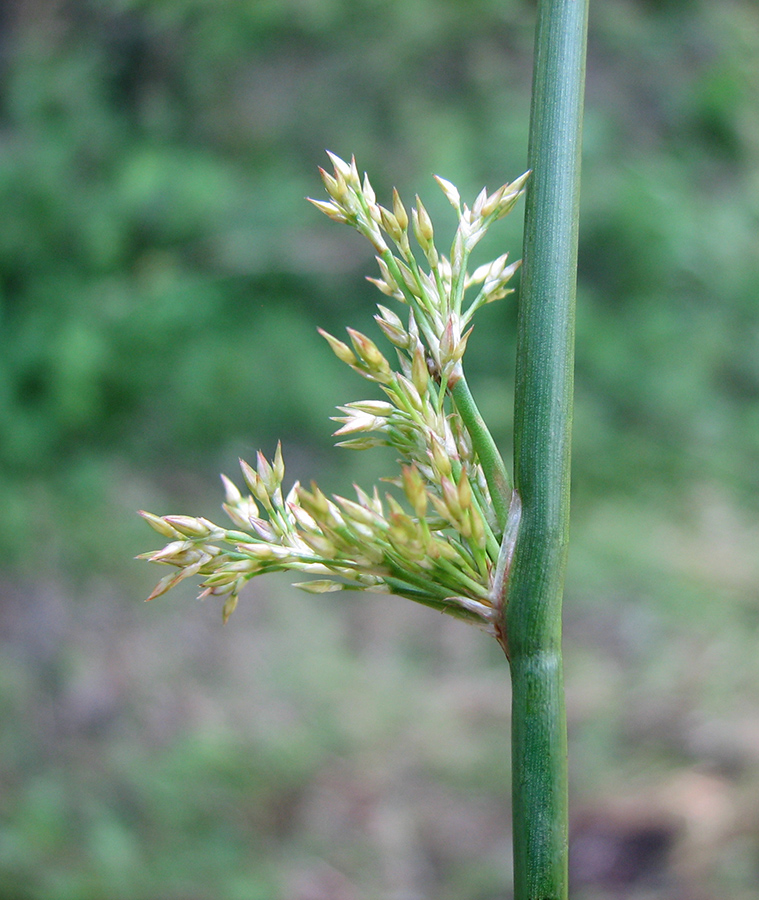 Изображение особи Juncus effusus.