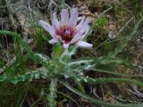 Tragopogon marginifolius