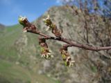 Celtis glabrata. Верхушка побега с соцветиями. Дагестан, Кумторкалинский р-н, хр. Нарат-Тюбе, склон. 24.04.2019.