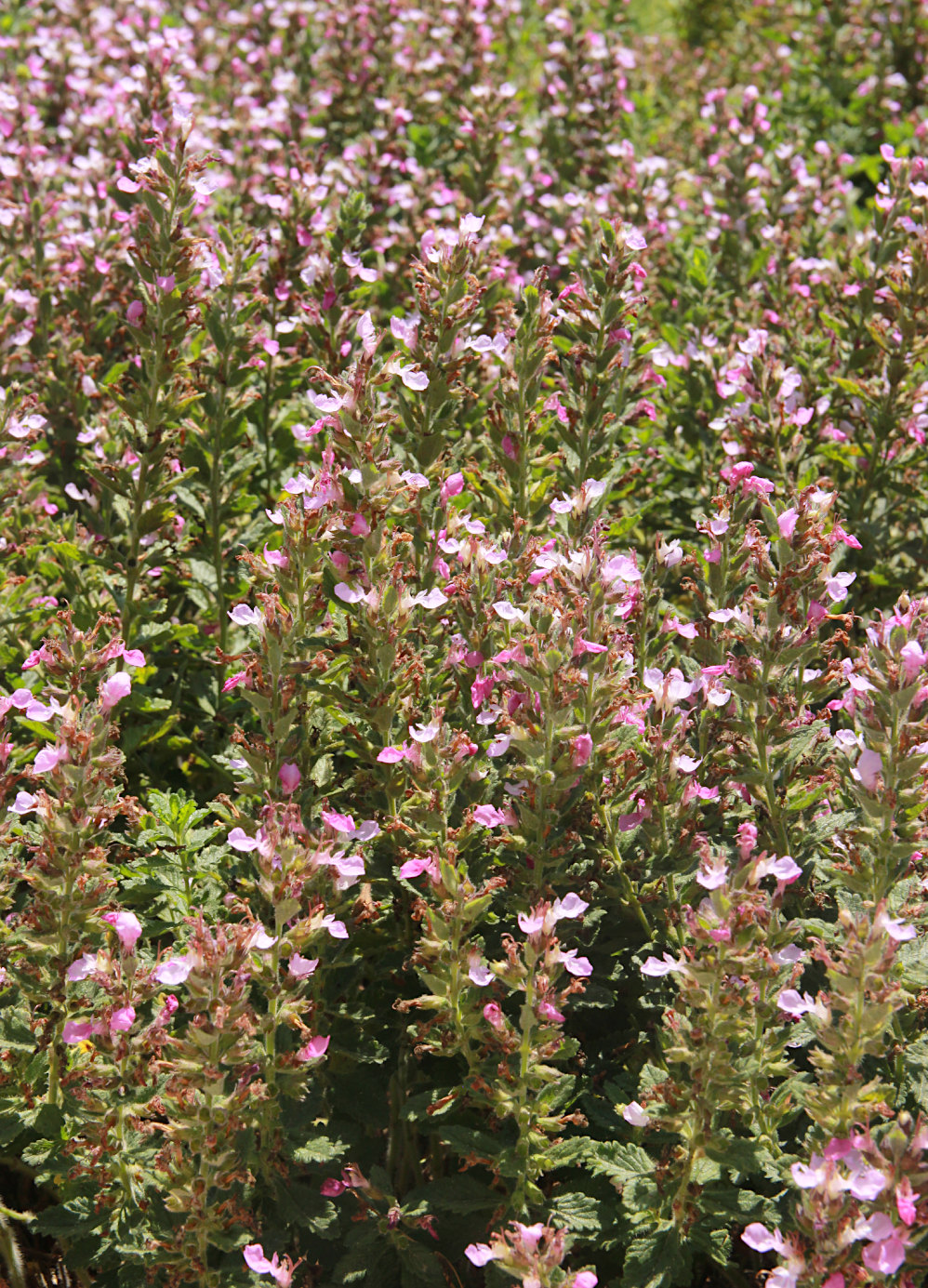 Изображение особи Teucrium chamaedrys.