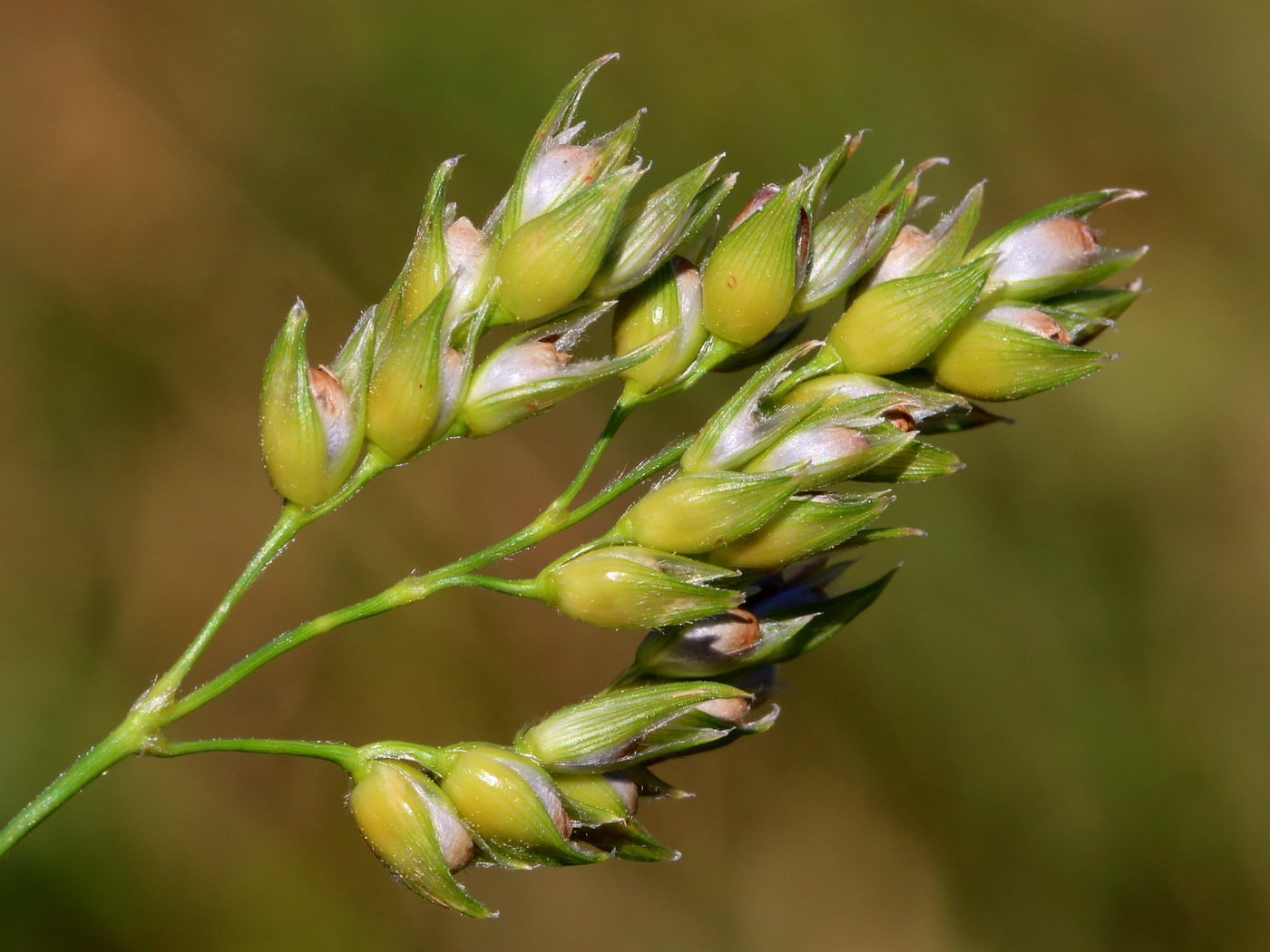 Image of Sorghum &times; drummondii specimen.