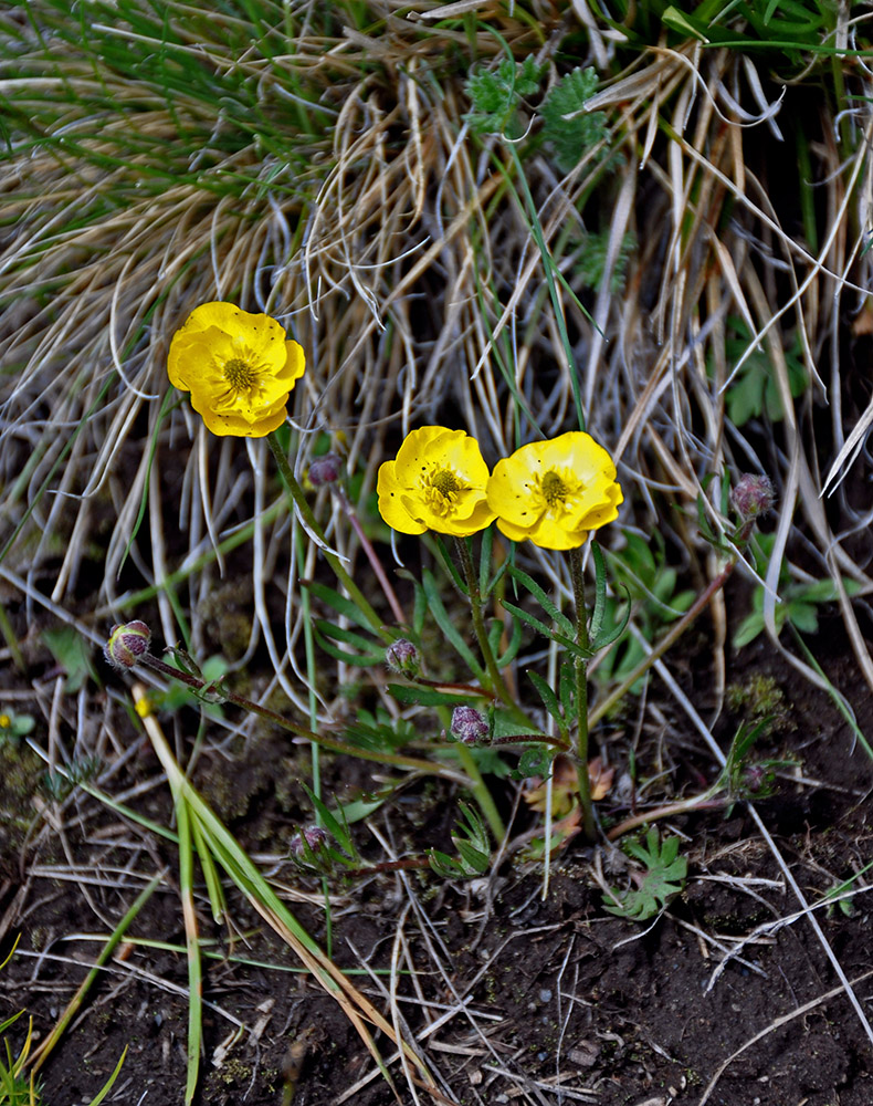 Image of Ranunculus lasiocarpus specimen.