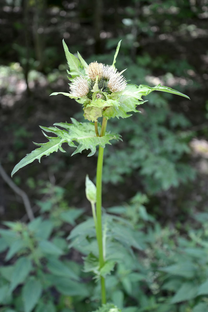 Image of Cirsium oleraceum specimen.