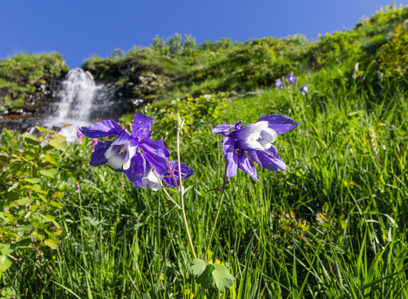 Изображение особи Aquilegia olympica.