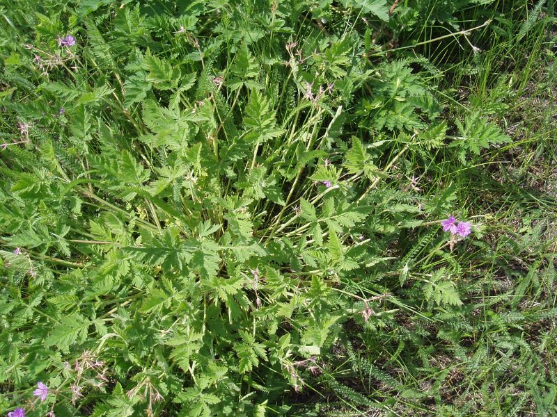 Изображение особи Erodium ruthenicum.