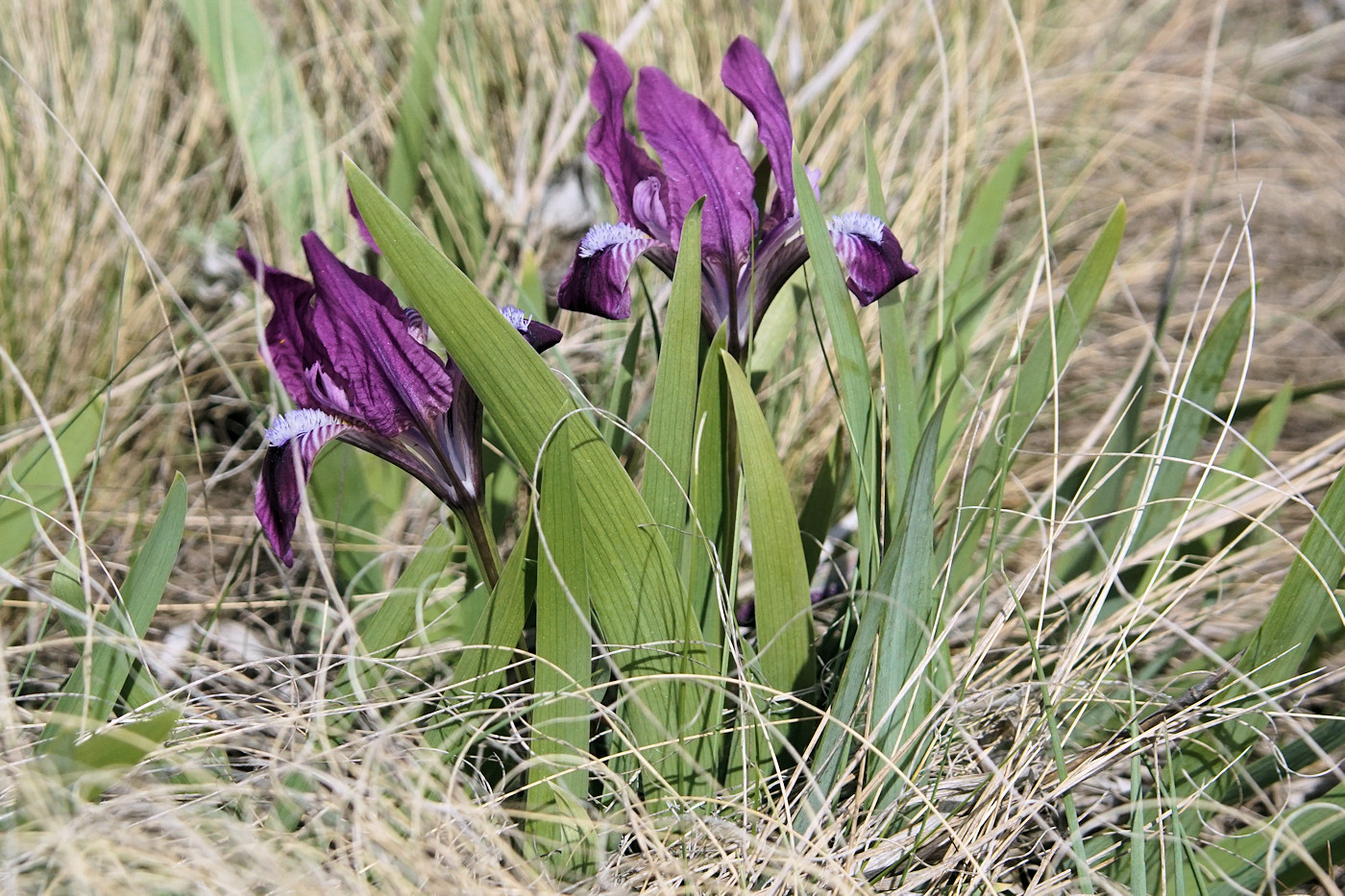 Image of Iris pumila specimen.