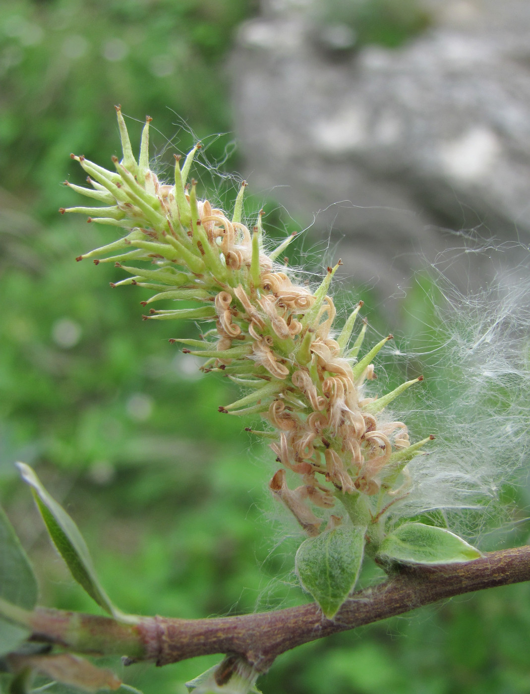 Изображение особи Salix kuznetzowii.