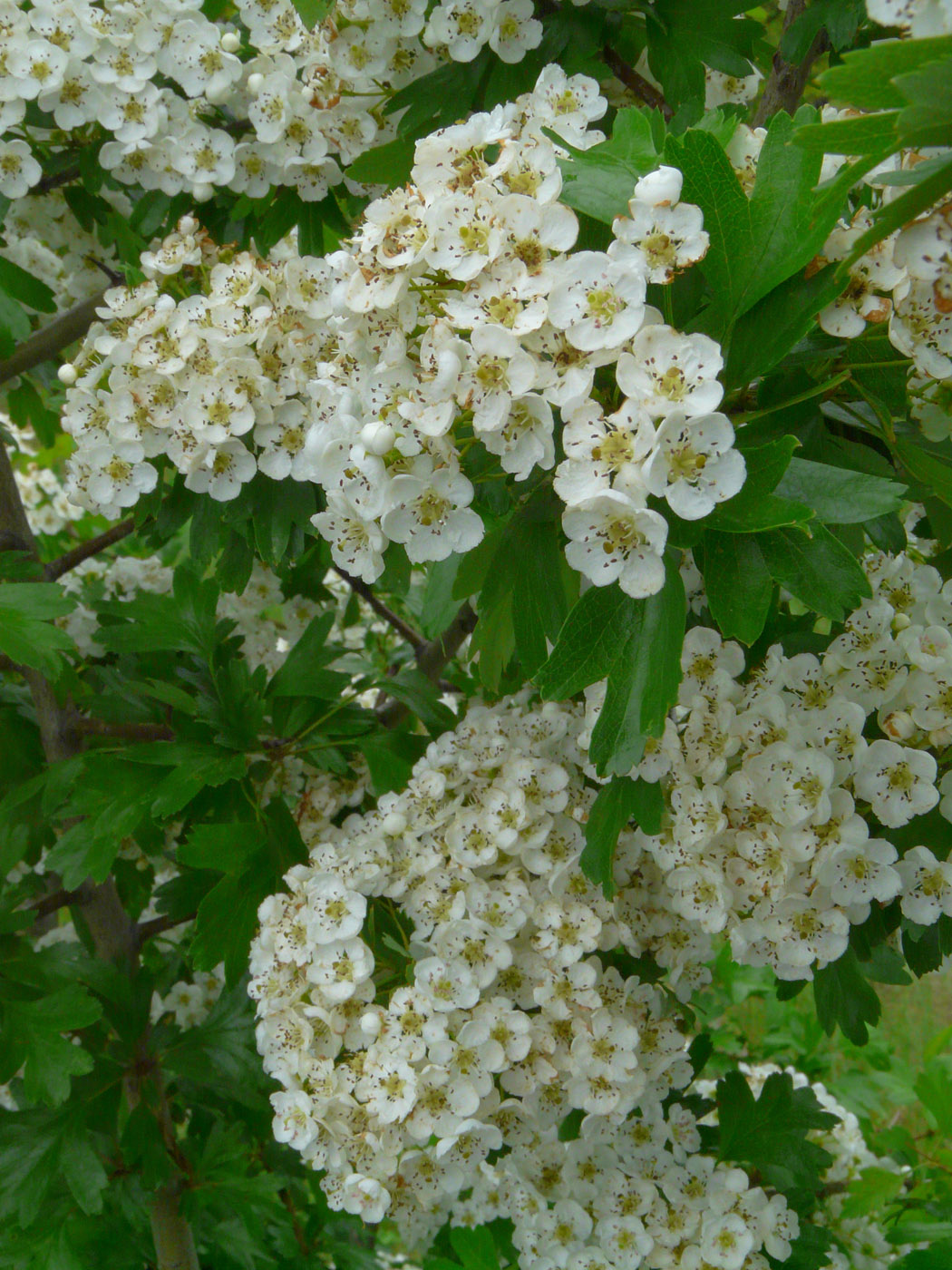 Image of genus Crataegus specimen.