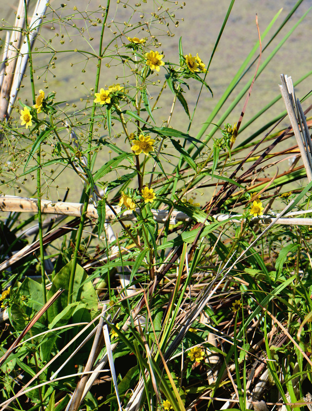 Изображение особи Bidens cernua var. radiata.