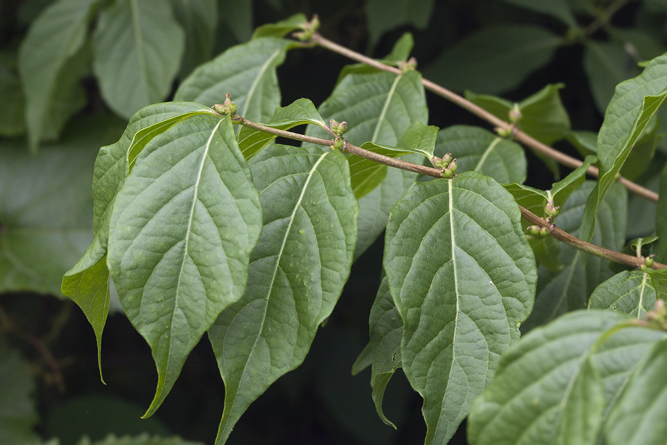 Image of Lonicera maackii specimen.