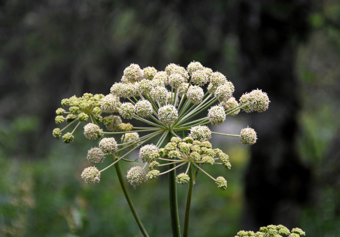 Изображение особи Angelica sylvestris.
