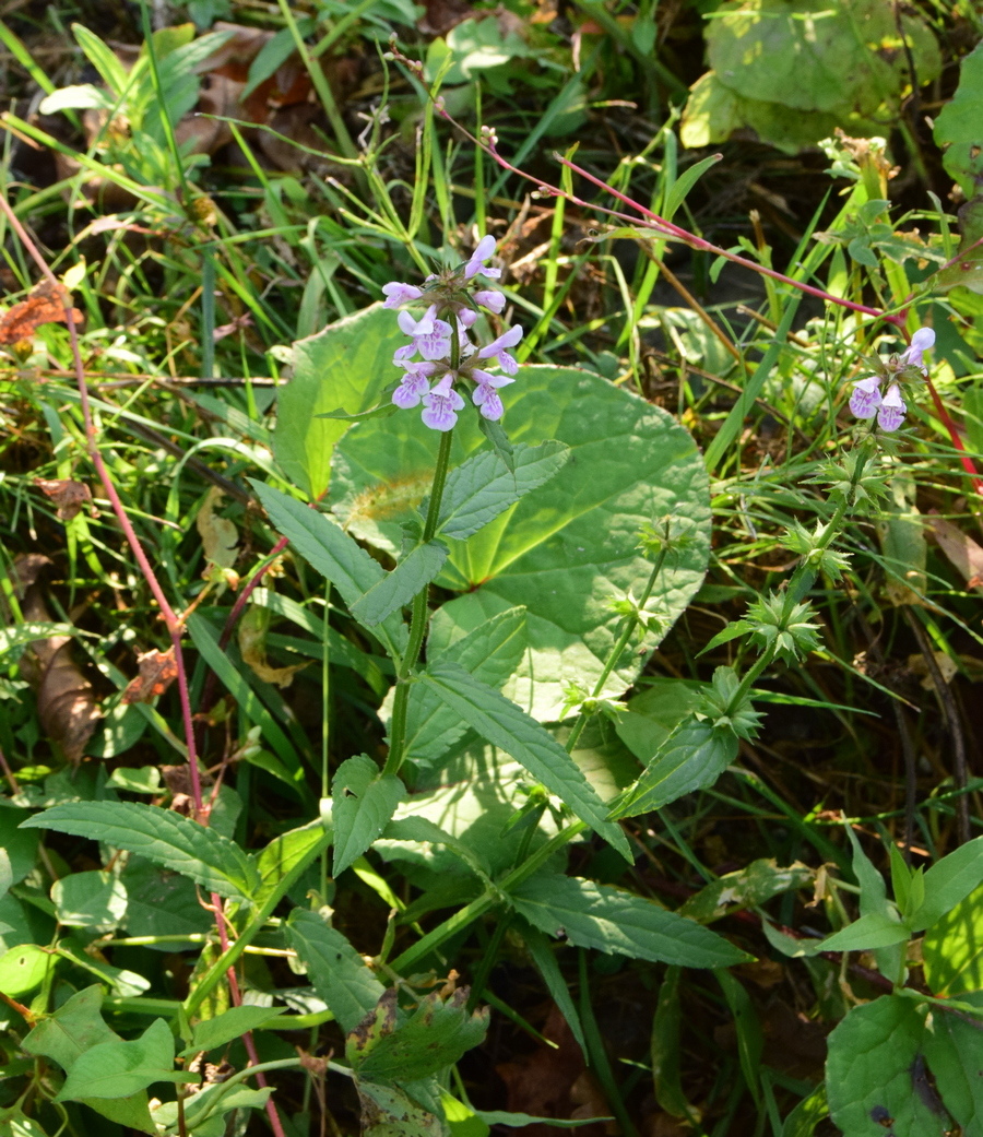 Изображение особи Stachys aspera.