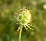 Scabiosa ochroleuca