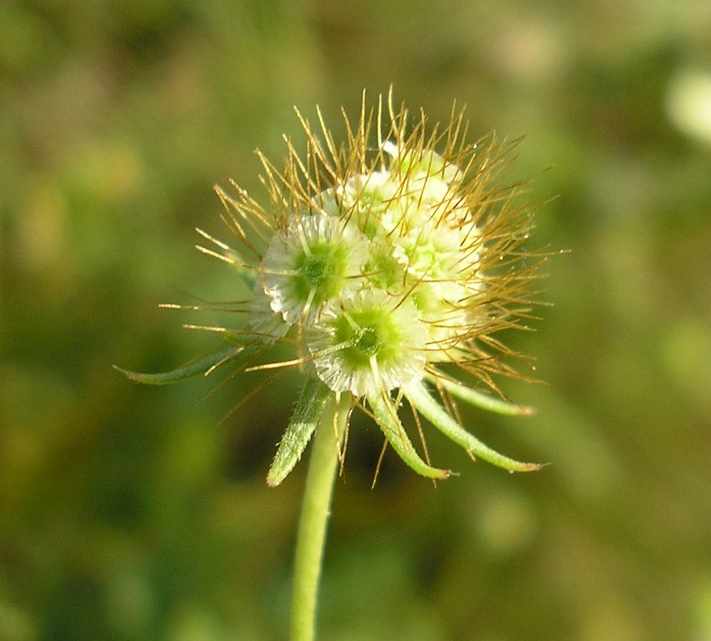 Изображение особи Scabiosa ochroleuca.