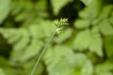 Carex pseudololiacea. Верхняя часть побега с незрелыми соплодиями. Сахалинская обл., Охинский р-н, п-ов Шмидта, ельник зеленомошный. 21.07.2017.