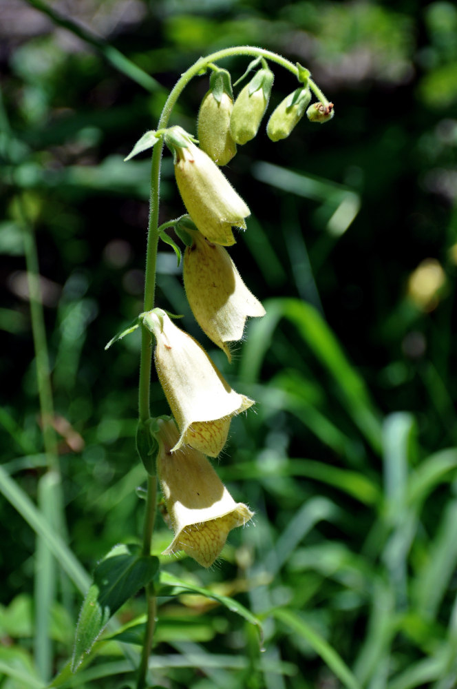 Изображение особи Digitalis grandiflora.