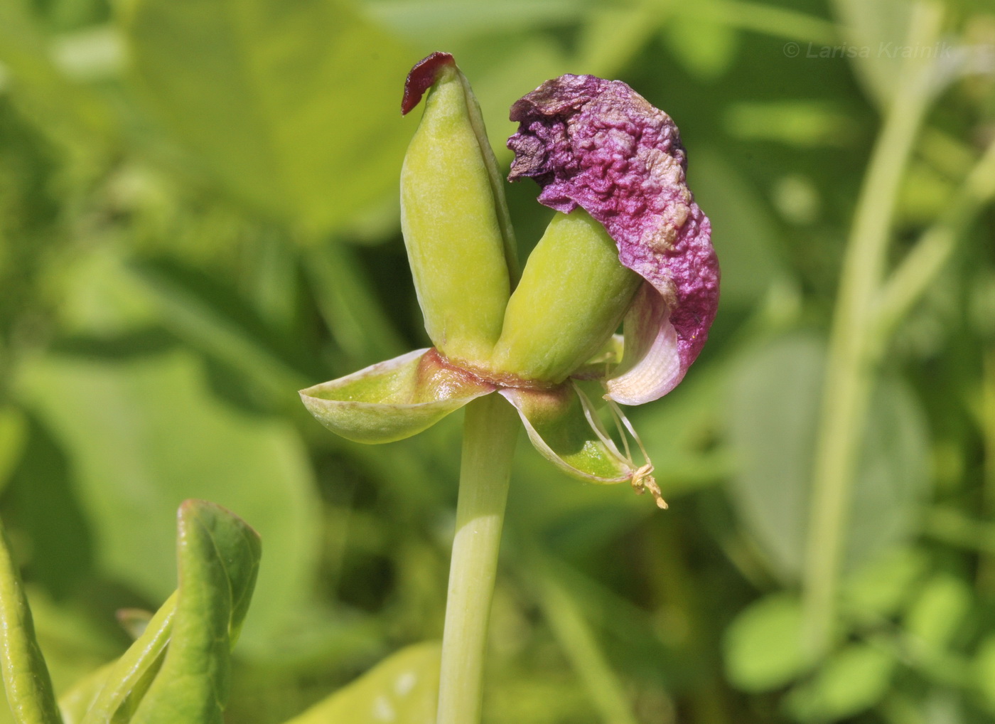 Image of Paeonia obovata specimen.