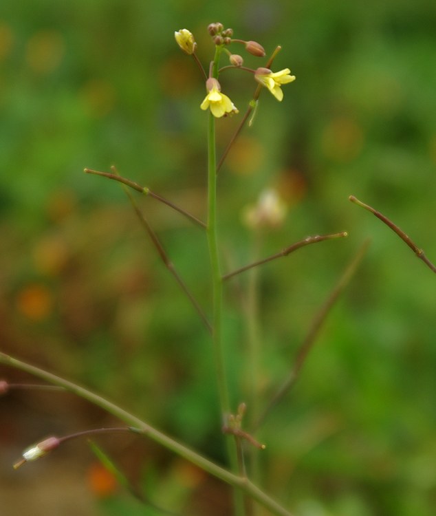 Image of Sisymbrium orientale specimen.