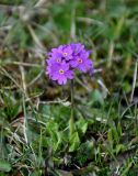 Primula farinosa