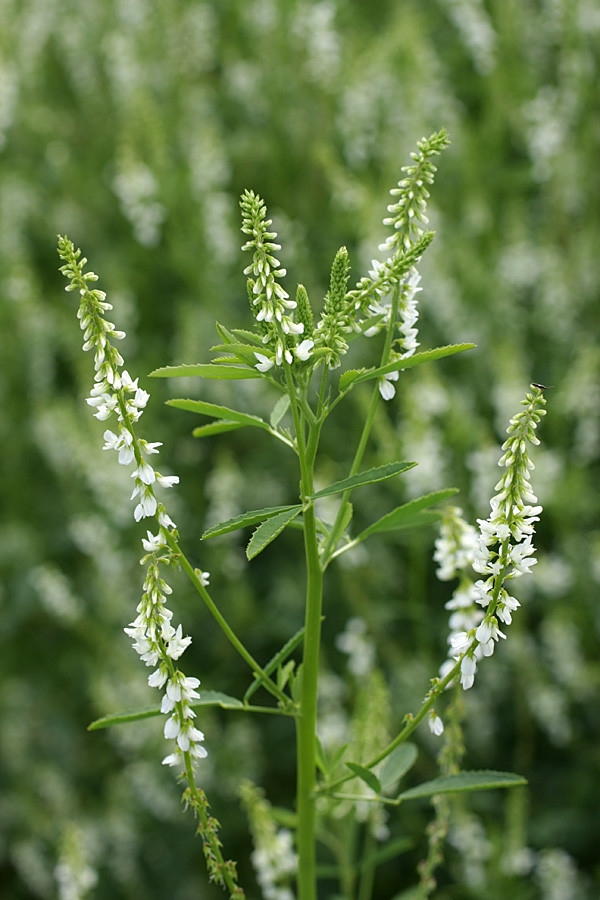 Image of Melilotus albus specimen.