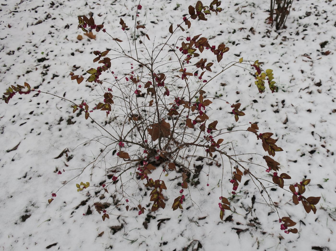 Изображение особи Symphoricarpos orbiculatus.