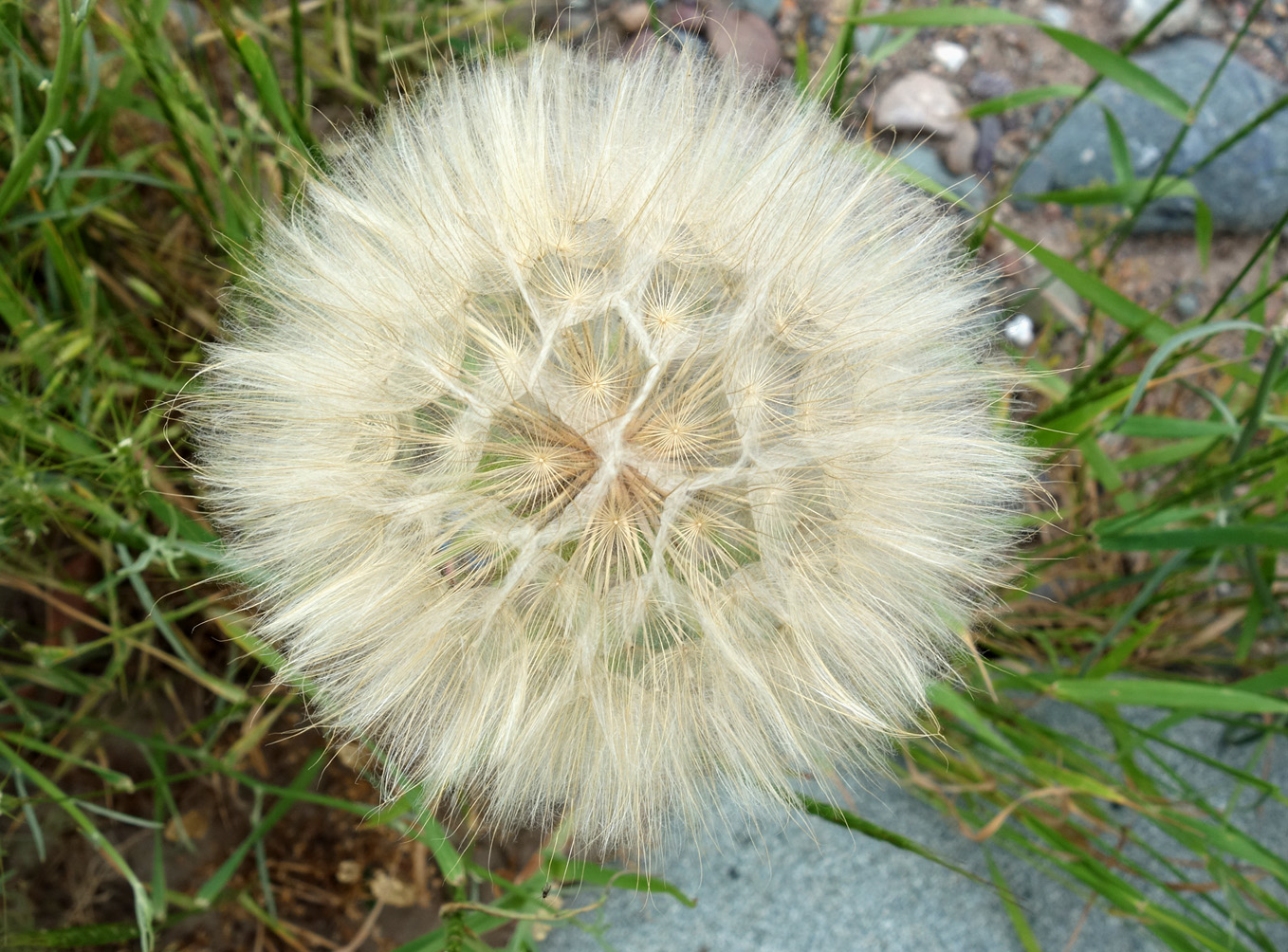 Изображение особи Tragopogon pseudomajor.