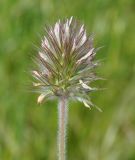 Trifolium