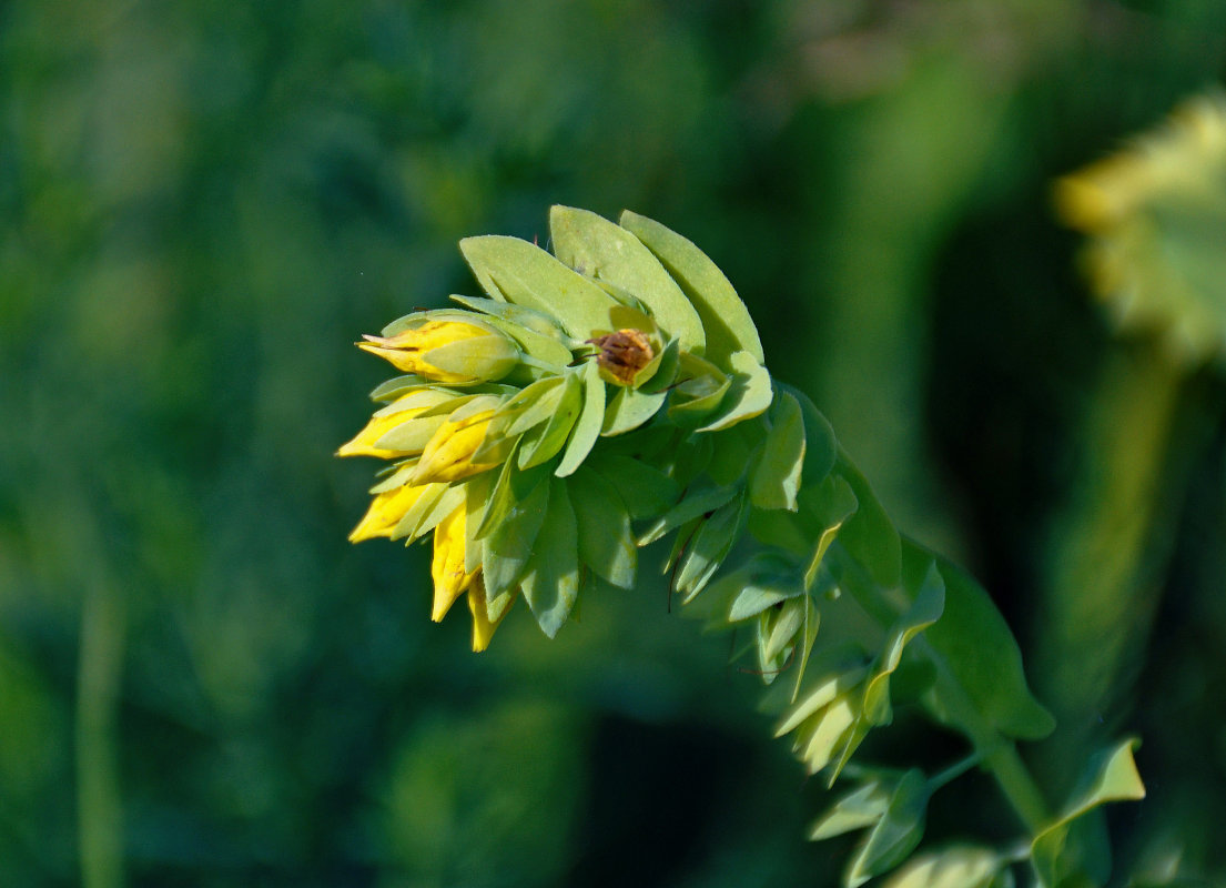 Изображение особи Cerinthe minor.