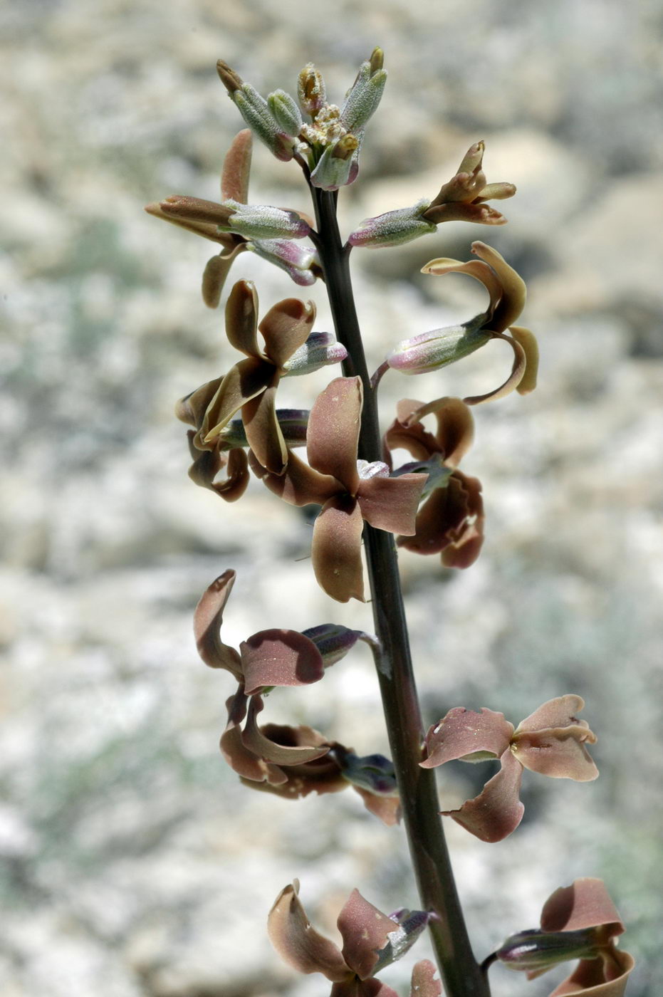Image of Matthiola tatarica specimen.