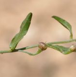 Convolvulus pentapetaloides