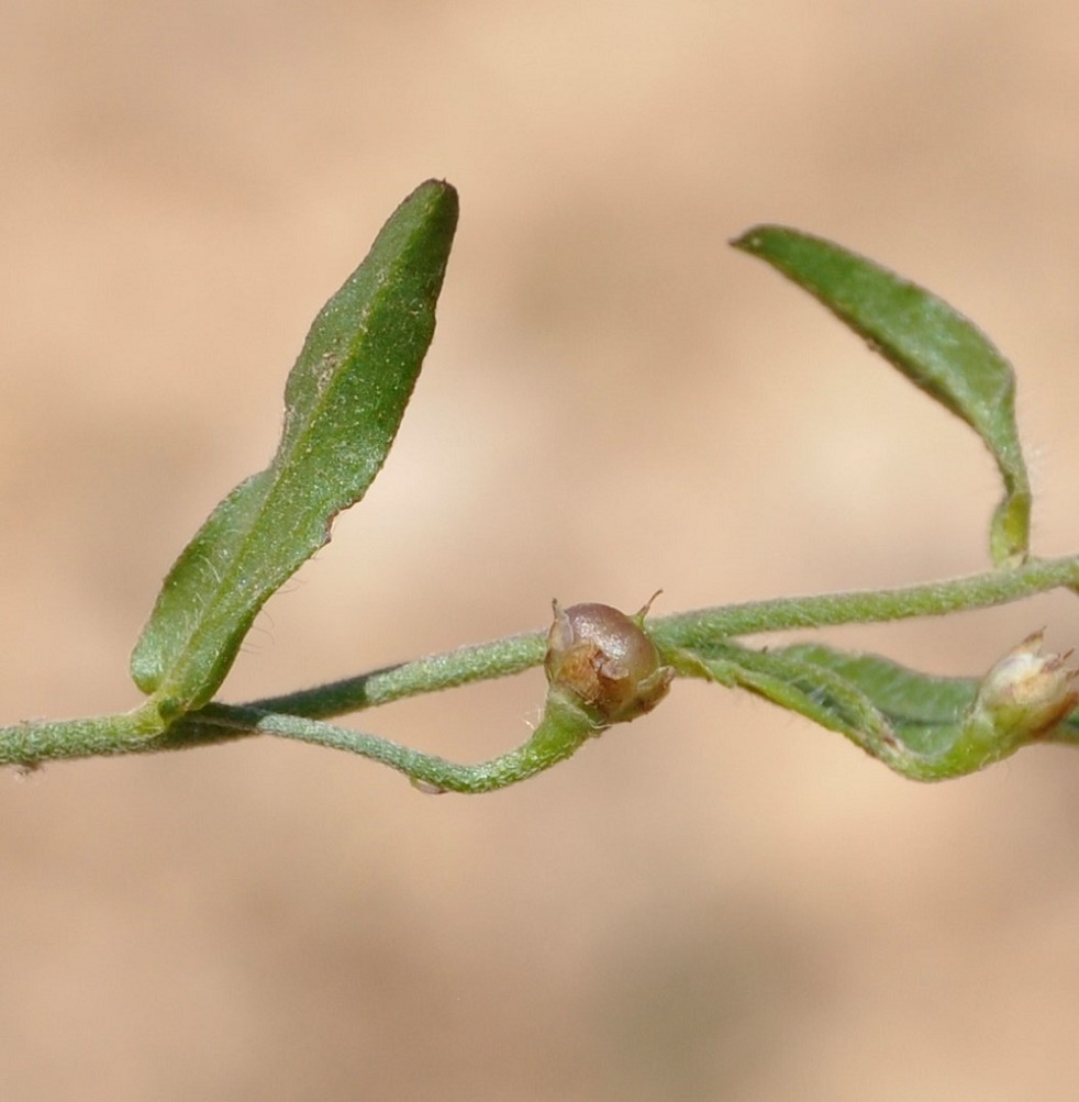 Изображение особи Convolvulus pentapetaloides.