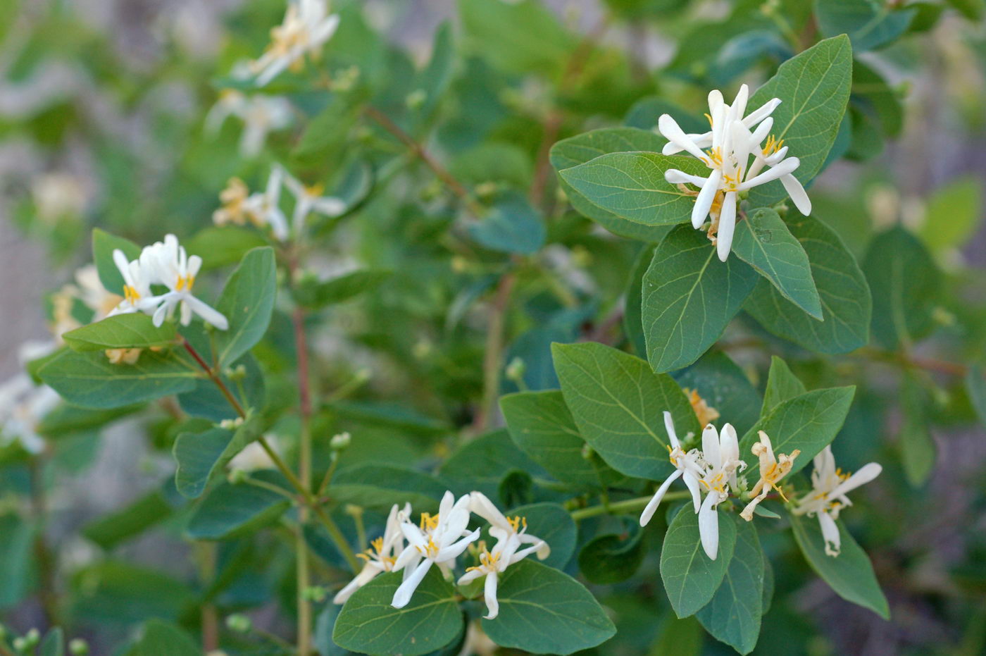 Image of Lonicera tatarica specimen.