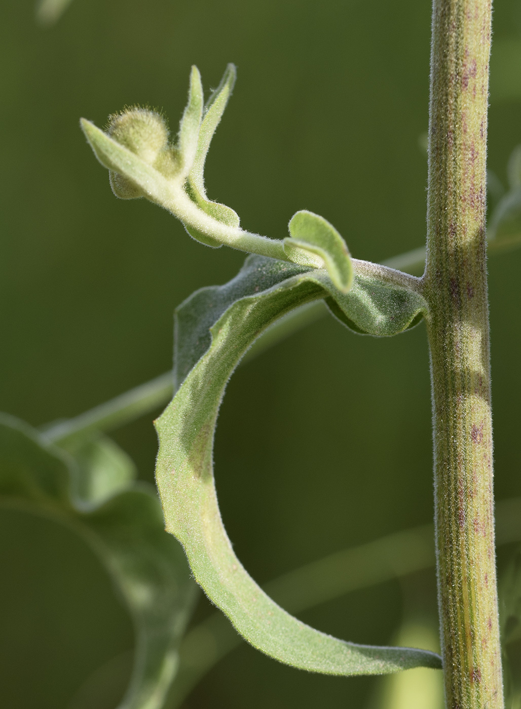 Image of Andryala integrifolia specimen.