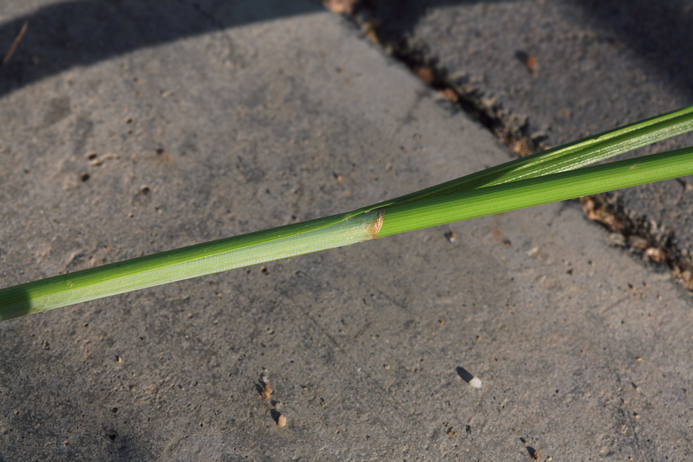 Image of Carex neurocarpa specimen.