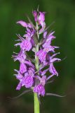 Dactylorhiza urvilleana. Соцветие (высота - 7 см). Краснодарский край, Туапсинский р-н, СЗ склон отрога (1397 м) массива горы Семиглавая, 1250 м н.у.м., заросли папоротника на субальпийском лугу. 15 июня 2019 г.