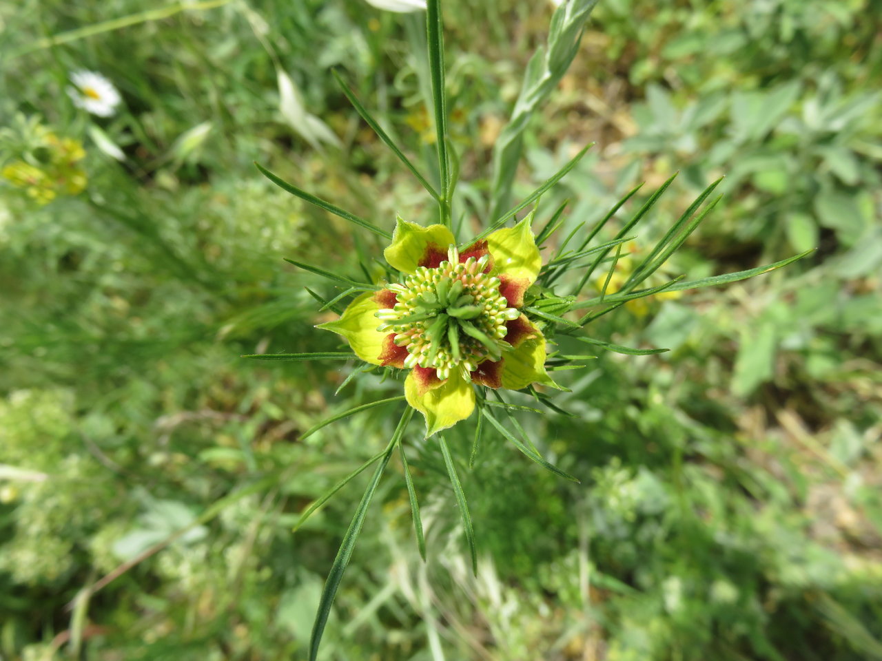 Image of Nigella orientalis specimen.