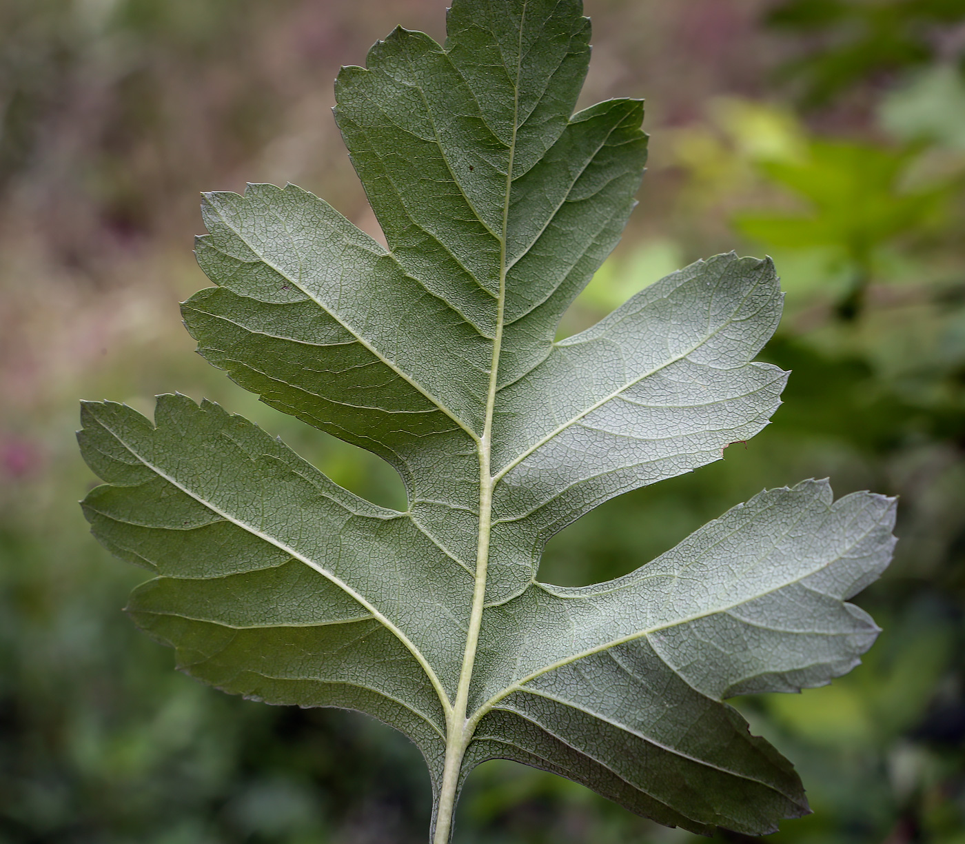 Image of Crataegus monogyna specimen.