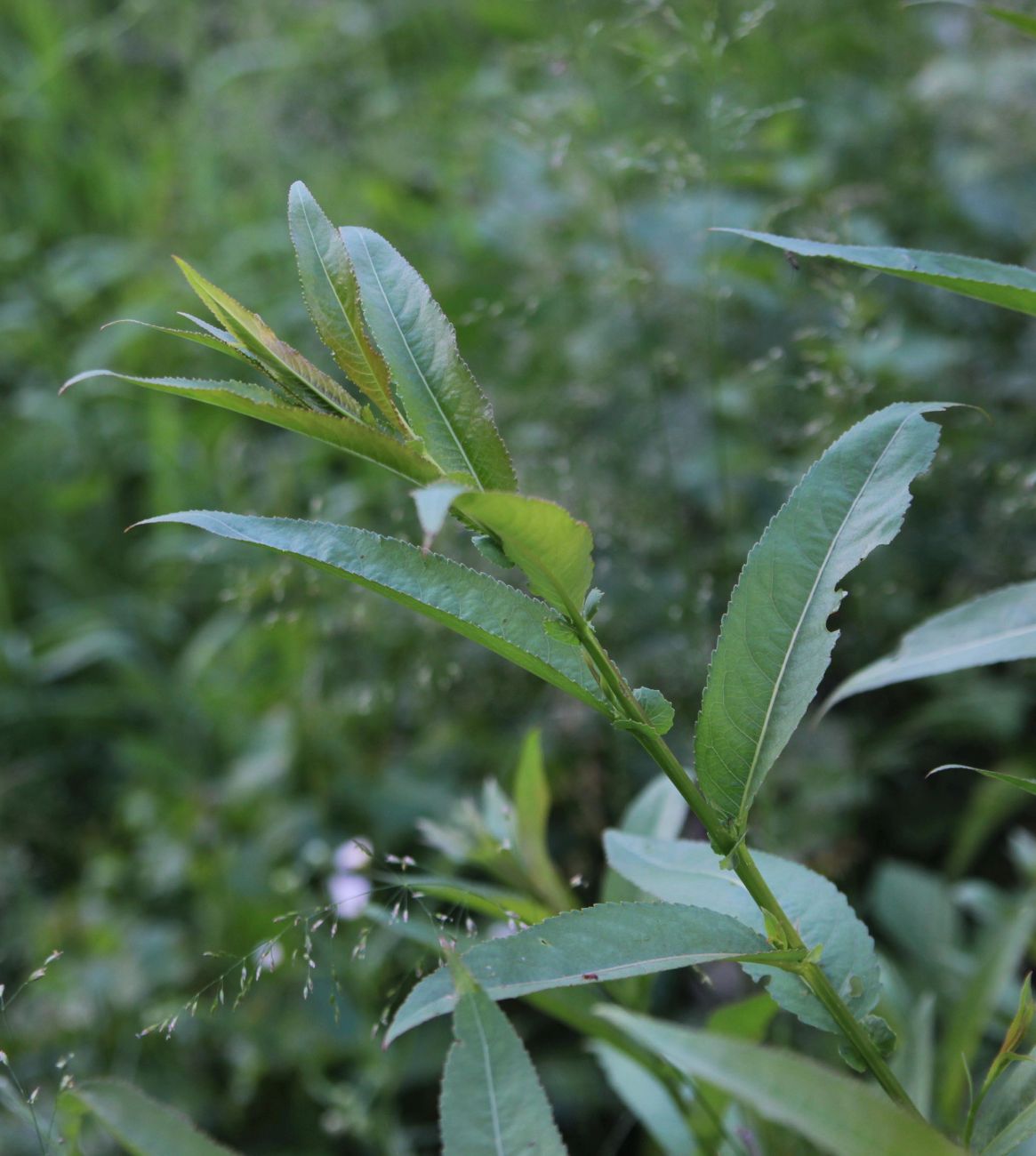 Image of Salix triandra specimen.