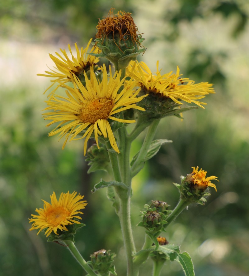 Изображение особи Inula helenium.